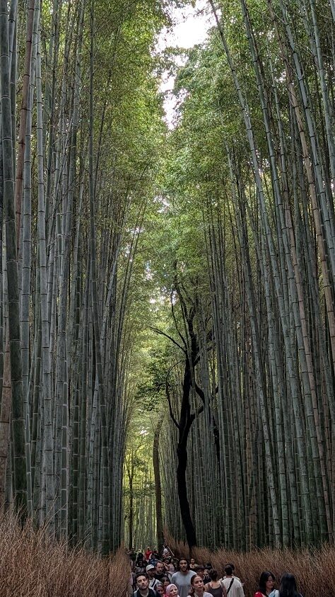 嵐山竹林の小径