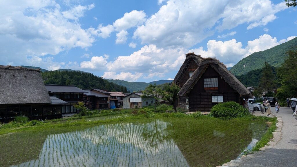 茅葺き屋根の民家が田植えの季節の青々とした水田